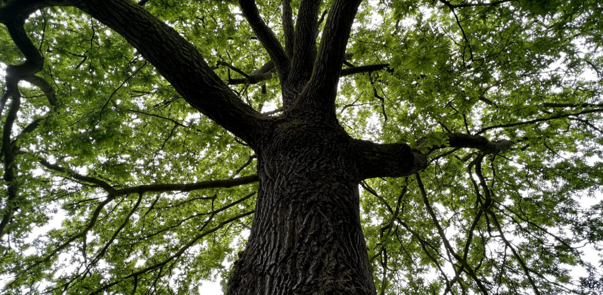 Photo of a tree looking up from the lower part of the trunk into the canopy.