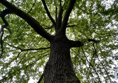 Photo of a tree looking up from the lower part of the trunk into the canopy.